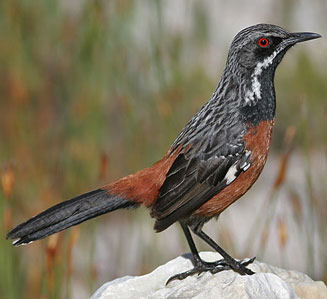 Chaetops frenatus (Cape rock-jumper)