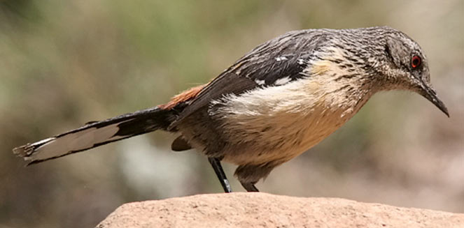 Chaetops aurantius (Drakensberg rock-jumper, Orange-breasted rock-jumper) 