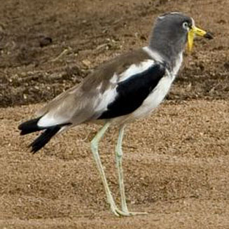 Vanellus albiceps (White-crowned lapwing, White-crowned plover) 