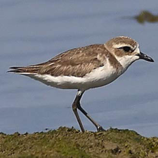 Charadrius leschenaultii (Greater sand plover, Sand plover) 