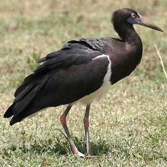 Ciconia abdimii (Abdim's stork) 