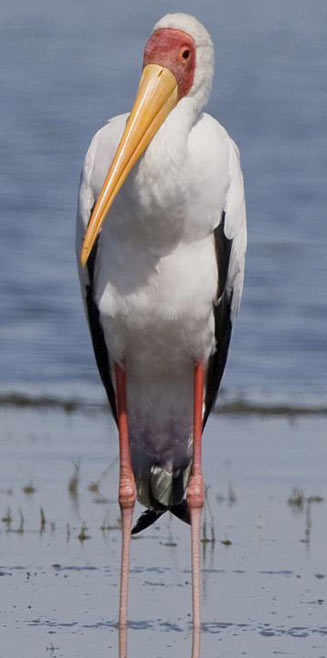 Mycteria ibis (Yellow-billed stork)
