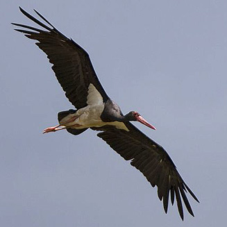 Ciconia nigra (Black stork) 