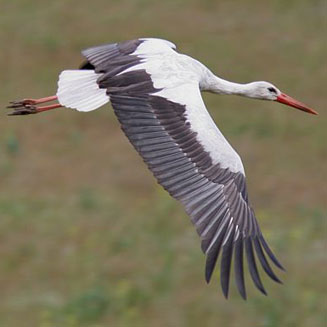 Ciconia ciconia (White stork)