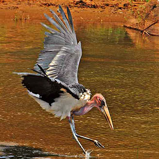 Leptoptilos crumeniferus (Marabou stork) 
