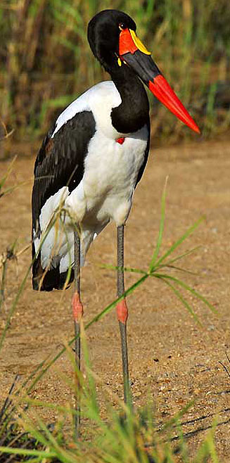 Ephippiorhynchus senegalensis (Saddle-billed stork)
