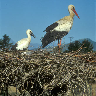 Ciconia ciconia (White stork)