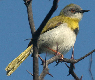 Apalis flavida (Yellow-breasted apalis) 