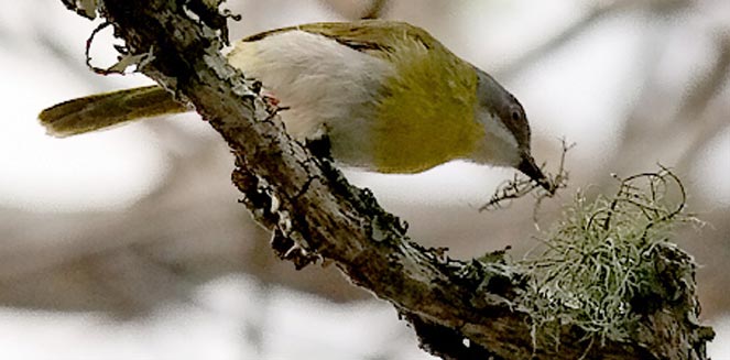 Apalis flavida (Yellow-breasted apalis) 