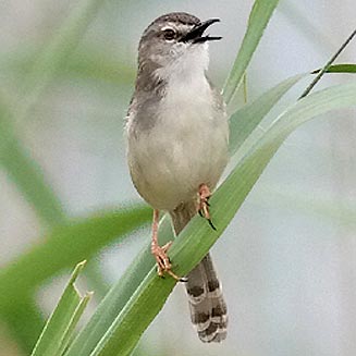 Prinia subflava (Tawny-flanked prinia) 