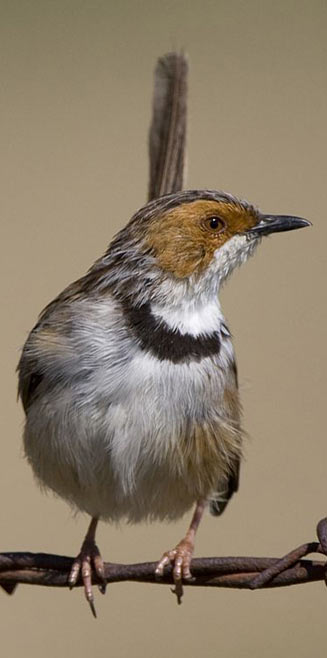 Malcorus pectoralis (Rufous-eared warbler)