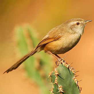 Prinia subflava (Tawny-flanked prinia) 