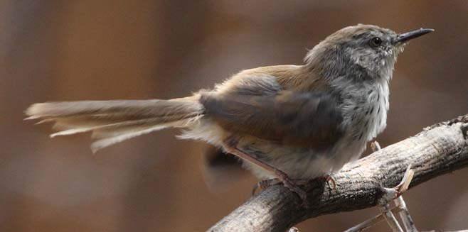 Phragmacia substriata (Namaqua warbler) 