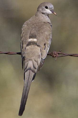 Oena capensis (Namaqua dove)