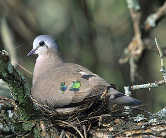 Turtur chalcospilos (Emerald-spotted wood-dove, Greenspotted dove)