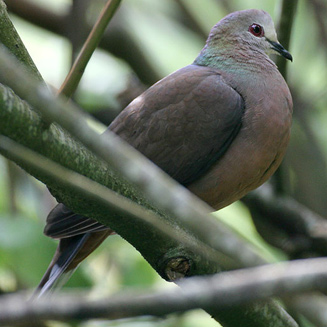 Aplopelia larvata (Lemon dove, Cinnamon dove) 