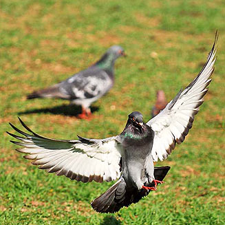 Columba livia (Feral pigeon)