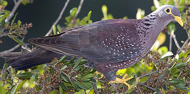 Columba arquatrix (African olive-pigeon, Rameron pigeon)