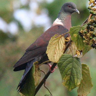 Columba delegorguei (Eastern bronze-naped pigeon, Delegorgue's pigeon) 