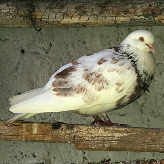 Columba livia (Rock dove, Feral pigeon)