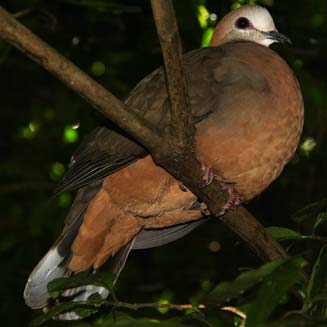 Aplopelia larvata (Lemon dove, Cinnamon dove)