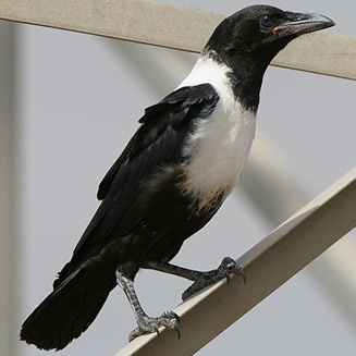 Corvus albus (Pied crow) 
