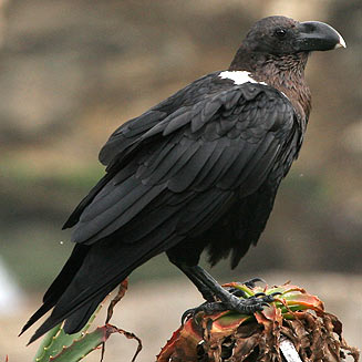 Corvus albicollis (White-necked raven)