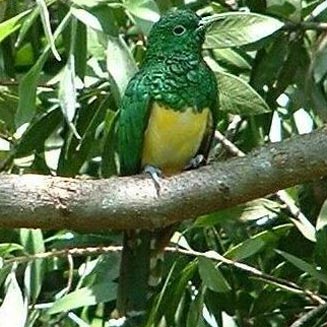 Chrysococcyx cupreus (African emerald cuckoo , Emerald cuckoo) 