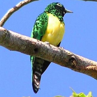 Chrysococcyx cupreus (African emerald cuckoo , Emerald cuckoo) 