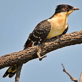 Clamator glandarius (Great spotted cuckoo) 