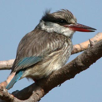 Halcyon chelicuti (Striped kingfisher)