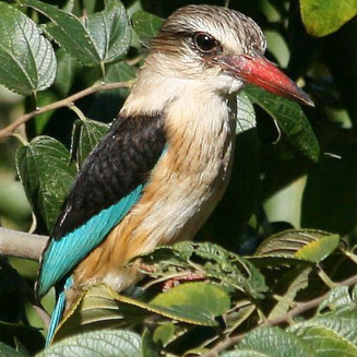 Halcyon albiventris (Brown-hooded kingfisher) 
