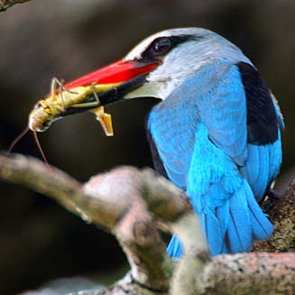 Halcyon senegalensis (Woodland kingfisher) 