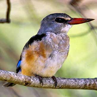 Halcyon leucocephala (Grey-headed kingfisher, Grey-hooded kingfisher) 