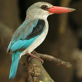 Halcyon senegaloides (Mangrove kingfisher) 