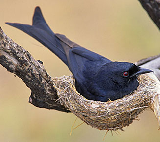 Dicrurus adsimilis (Fork-tailed drongo)