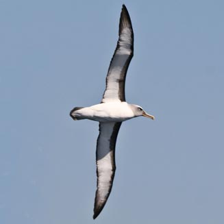 Thalassarche bulleri (Buller's albatross) 