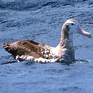 Diomedea exulans (Wandering albatross) 