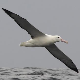 Diomedea epomophora (Southern royal albatross, Royal albatross) 