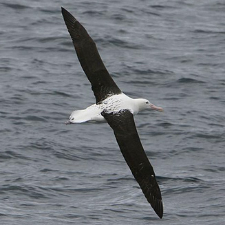 Diomedea sanfordi (Northern royal albatross)