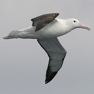 Diomedea sanfordi (Northern royal albatross)