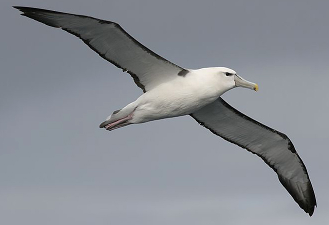 Thalassarche cauta (Shy albatross)