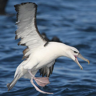 Thalassarche cauta (Shy albatross)
