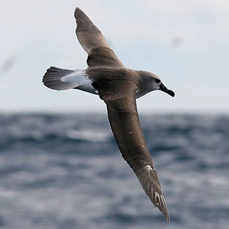 Thalassarche chrysostoma (Grey-headed albatross) 