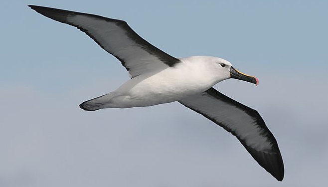 Thalassarche carteri (Indian yellow-nosed albatross) 