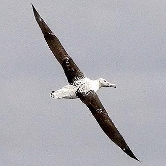 Diomedea exulans (Wandering albatross) 