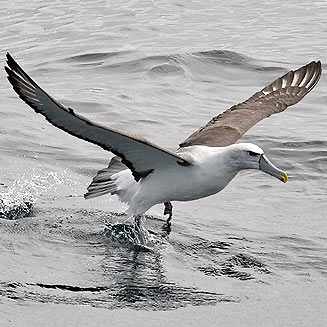 Thalassarche cauta (Shy albatross)