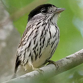 Smithornis capensis (African broadbill)