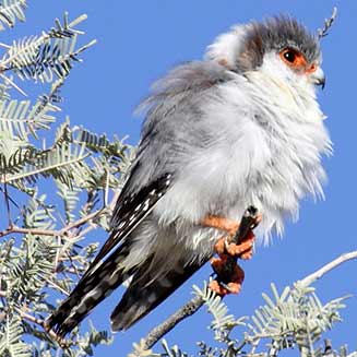 Polihierax semitorquatus (Pygmy falcon)