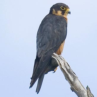 Falco cuvierii (African hobby, African hobby falcon) 